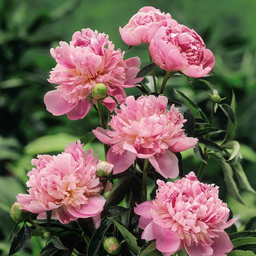 Paeony Sarah Bernhardt