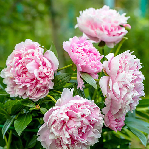 Paeony Sarah Bernhardt Paeony Sarah Bernhardt