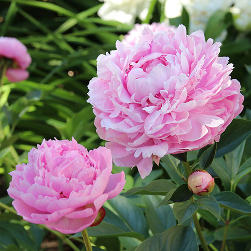Paeony Sarah Bernhardt Paeony Sarah Bernhardt