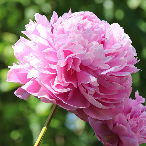 Paeony Sarah Bernhardt Paeony Sarah Bernhardt