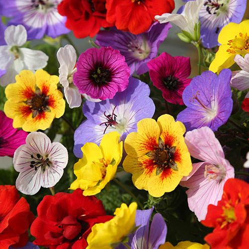 Geranium & Potentilla Festival Mix Geranium & Potentilla Festival Mix