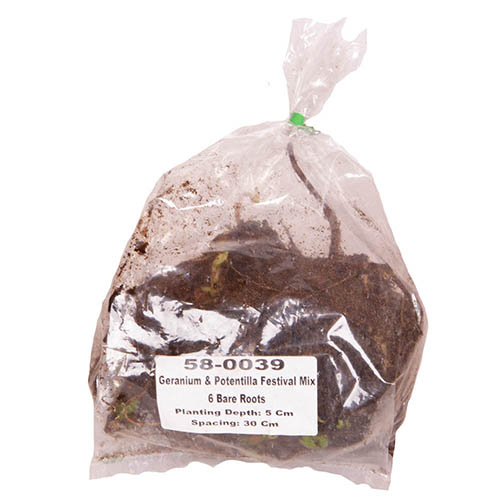 Geranium & Potentilla Festival Mix Geranium & Potentilla Festival Mix