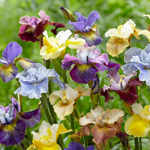 Iris sibirica Peacock Mix Iris sibirica Peacock Mix