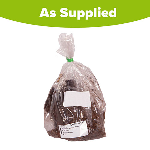 Iris sibirica Peacock Mix Iris sibirica Peacock Mix