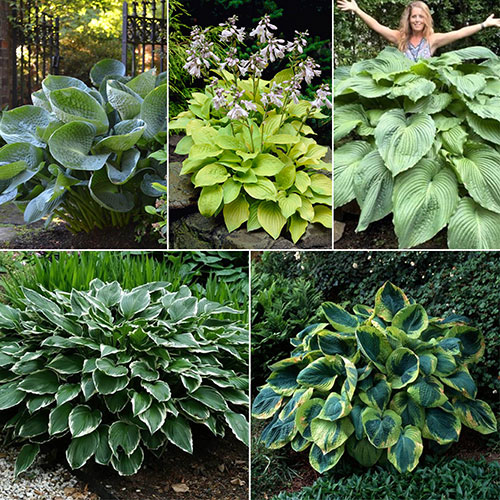 Hosta Bare Root Collection