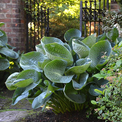 Hosta Bare Root Collection Hosta Bare Root Collection