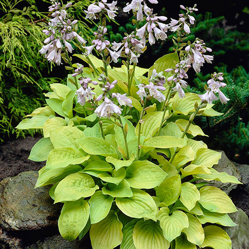 Hosta Bare Root Collection Hosta Bare Root Collection