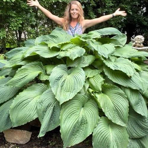 Hosta Bare Root Collection Hosta Bare Root Collection