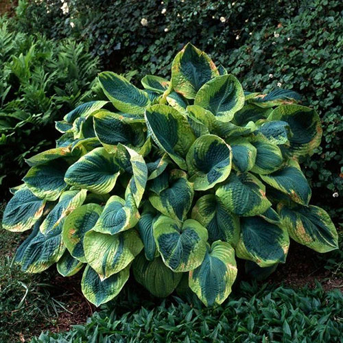 Hosta Bare Root Collection Hosta Bare Root Collection