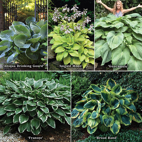 Hosta Bare Root Collection Hosta Bare Root Collection