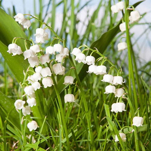 Lily of the Valley Lily of the Valley