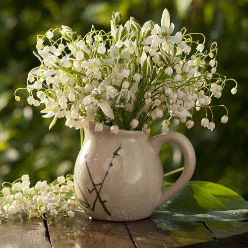 Lily of the Valley Lily of the Valley