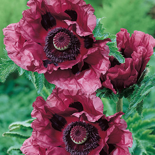 Papaver Pattys Plum Papaver Pattys Plum
