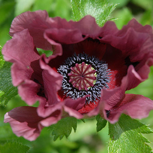 Papaver Pattys Plum Papaver Pattys Plum