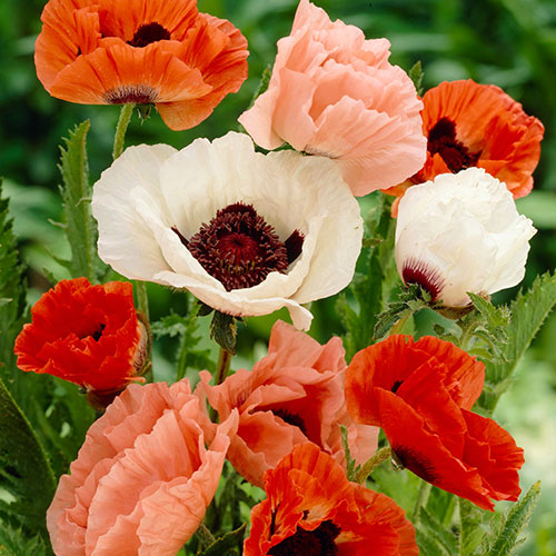 Premium Oriental Poppy Collection