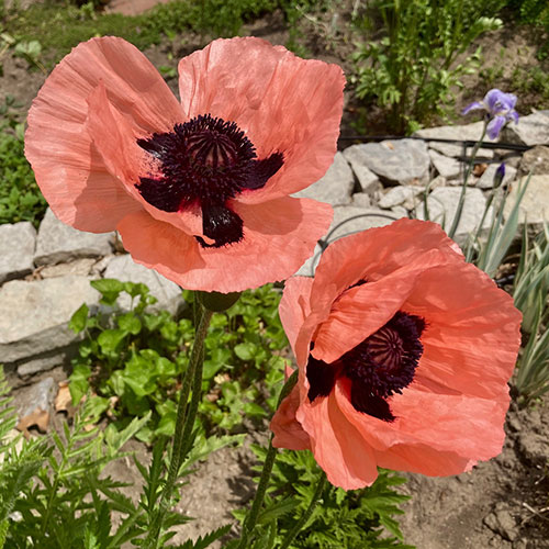 Premium Oriental Poppy Collection Premium Oriental Poppy Collection