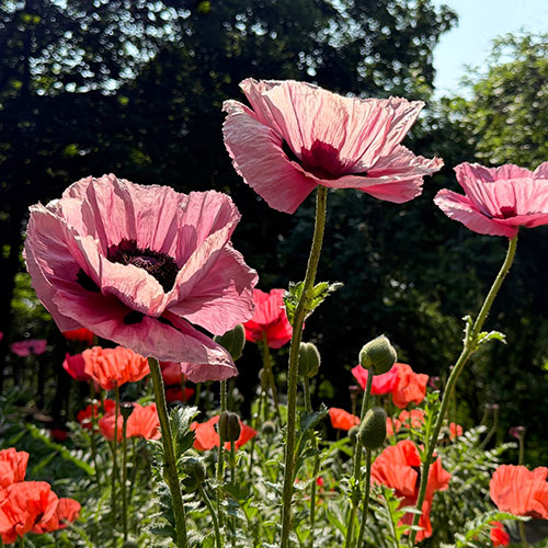 Premium Oriental Poppy Collection Premium Oriental Poppy Collection