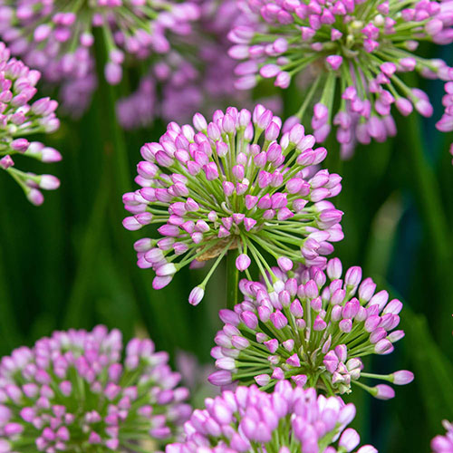 Allium Millenium