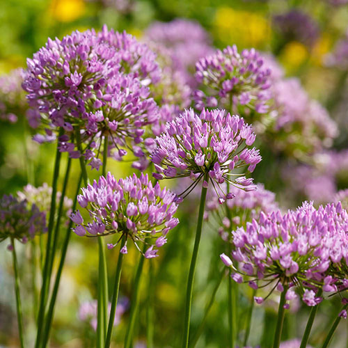 Allium Millenium Allium Millenium