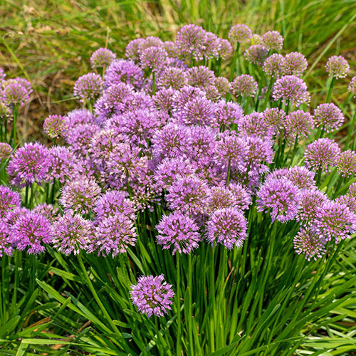 Allium Millenium Allium Millenium