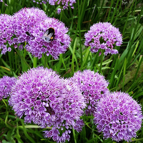 Allium Millenium Allium Millenium