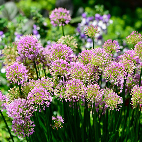 Allium Millenium Allium Millenium