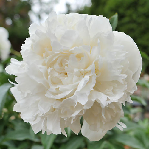 Peony Duchesse de Nemours Peony Duchesse de Nemours