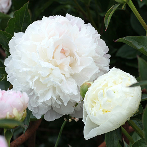 Peony Duchesse de Nemours Peony Duchesse de Nemours