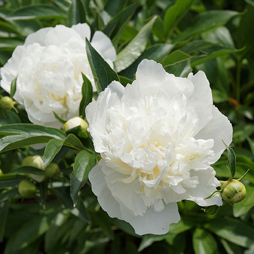 Peony Duchesse de Nemours Peony Duchesse de Nemours