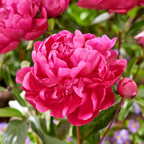 Peony Red Sarah Bernhardt Peony Red Sarah Bernhardt