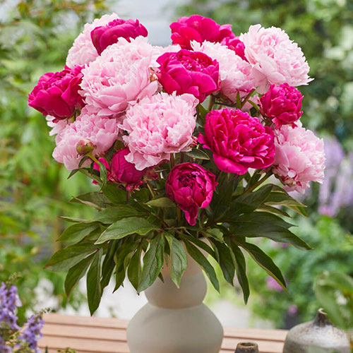 Peony Red Sarah Bernhardt Peony Red Sarah Bernhardt