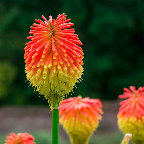 Red Hot Poker Red Hot Poker