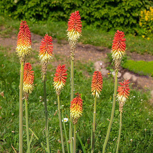 Red Hot Poker Red Hot Poker