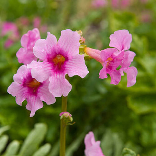 Extra Large Hardy Gloxinia Extra Large Hardy Gloxinia
