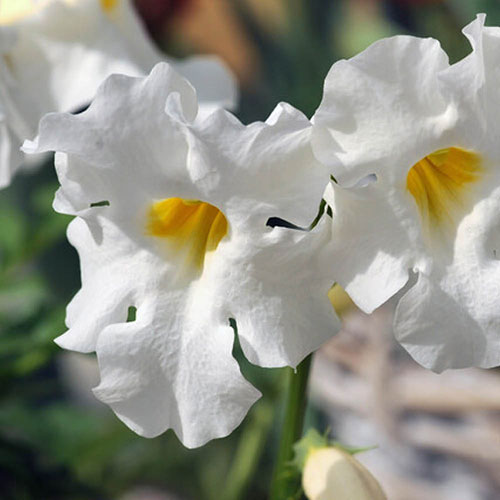 Extra Large Hardy Gloxinia Extra Large Hardy Gloxinia