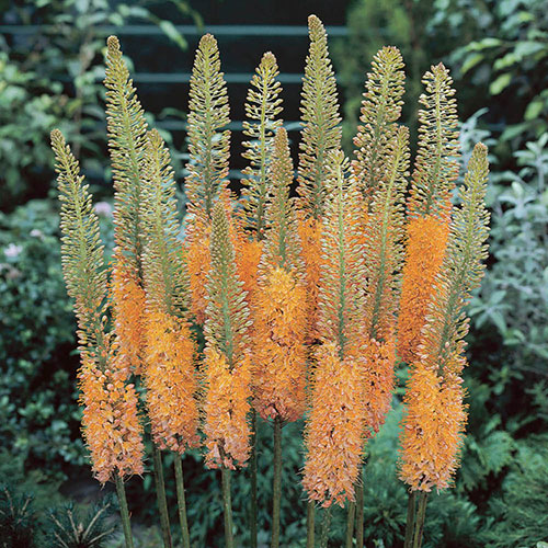 Eremurus Cleopatra Eremurus Cleopatra