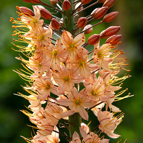 Eremurus Cleopatra Eremurus Cleopatra