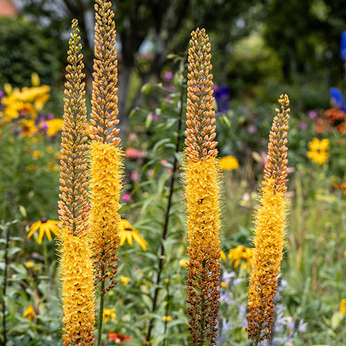 Eremurus Cleopatra Eremurus Cleopatra