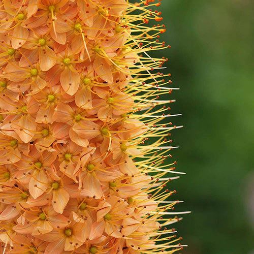 Eremurus Cleopatra Eremurus Cleopatra