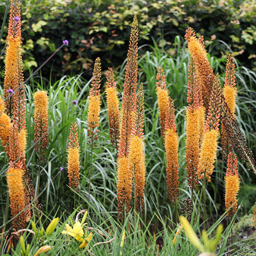 Eremurus Cleopatra Eremurus Cleopatra