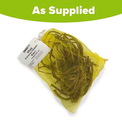 Eremurus Cleopatra Eremurus Cleopatra