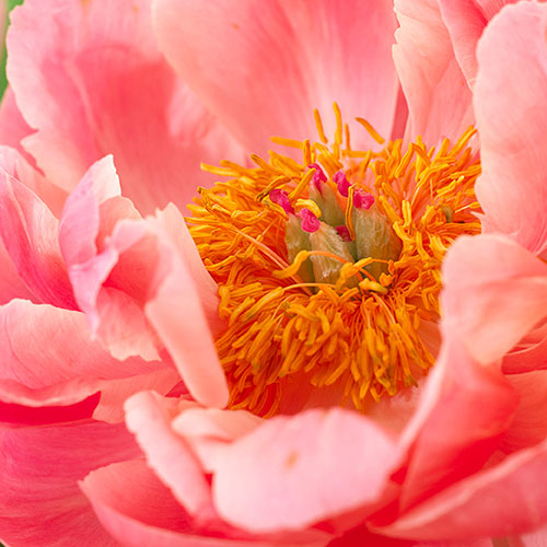 Peony Coral Sunset Peony Coral Sunset