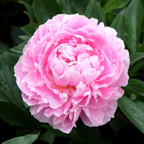 Peony Sarah Bernhardt Peony Sarah Bernhardt