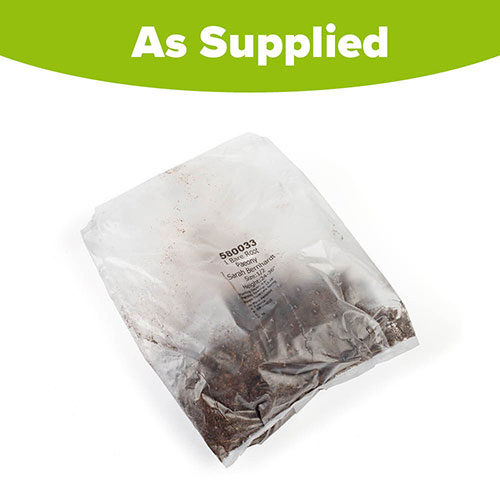 Peony Sarah Bernhardt Peony Sarah Bernhardt