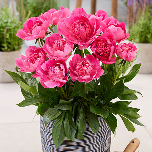 Patio Peony Rome