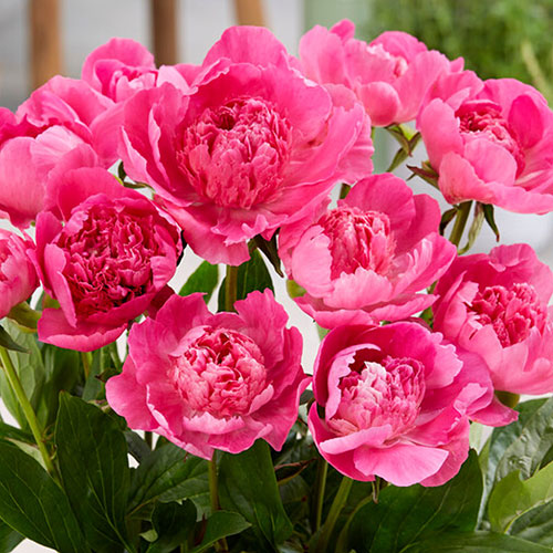 Patio Peony Rome Patio Peony Rome