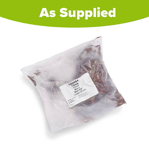 Patio Peony Rome Patio Peony Rome