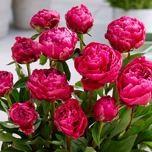 Patio Peony London Patio Peony London