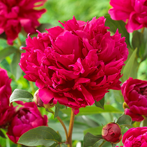 Peony Red Magic Peony Red Magic
