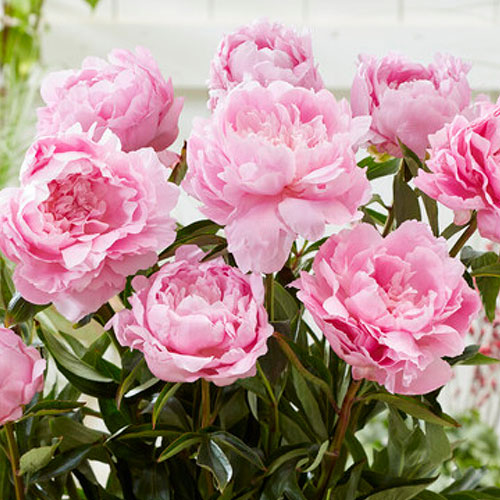 Peony Dinner Plate Peony Dinner Plate